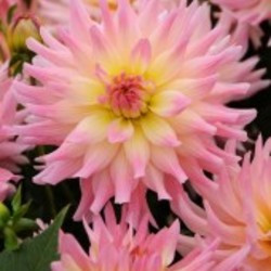 Dahlia Melody Gipsy, Dahlia Melody Gypsy, 'Melody Gipsy' Dahlia, Semi-Cactus Dahlias, Dahlias for borders, Dahlias for containers, Dahlias for cut flowers, Pink Dahlias